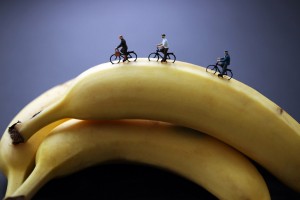 Banana cycling Big Appetites project by Christopher Boffoli