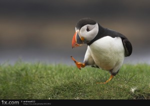 Penguin silly walk