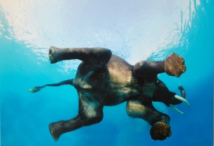 Rajan the swimming elephant from India