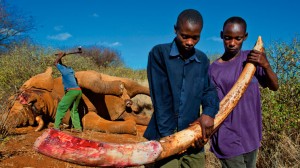 Illegal kenyan ivory poaching